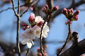 桜.JPG